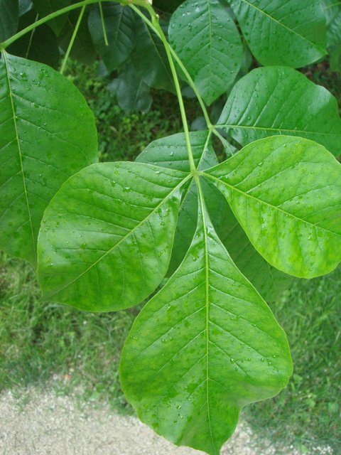 Ptelea trifoliata feuille P2A